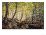 Forest Glade  Springtime