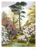 Pretty Woodland Garden