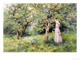 In the Orchard