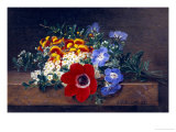 Anemone  White Spirea  Calceolaria and Blue Geranium