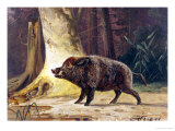 Study of a Fierce Boar in the Forest