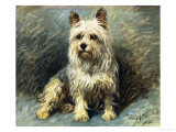 Yorkie