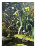 Woodland Pool