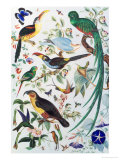 Exotic Parrots  c1850