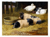 Saddleback Pigs and Ducks in a Farmyard