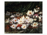 Waterlilies