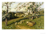 Spring Lambs