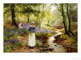 The Bluebell Glade