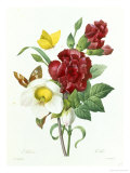 Botanical Study of Hellebore