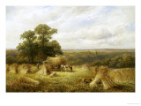 Cornfield