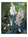 Still Life of Foxgloves