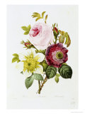 Study of Pink Roses and Convulvulus