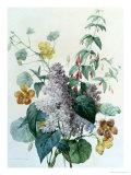 Study of Lilac  Capucine and Fuchsia