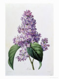 Lilacs