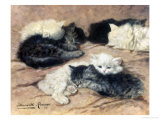 Kittens