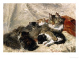 Taking a Cat Nap