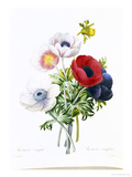 Anemone Simplex