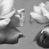 Rose Petals I