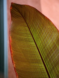 Regal Leaf I