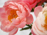 Delicate Blossom II