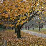 Autumn Afternoon III