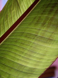 Regal Leaf II