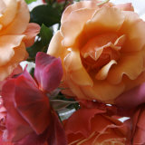 Rose Bouquet Close Up II