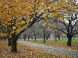 Autumn Path II