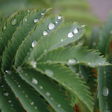 Dew Drops II