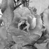 Rosey Dew Drops