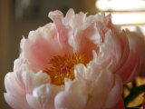 Delicate Blossoms IV