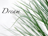 Dream: Reeds