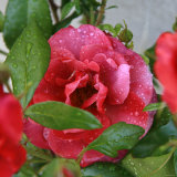 Rosey Dew Drops I
