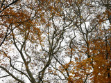 Autumn Patterns