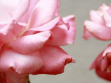 Rose Petals II