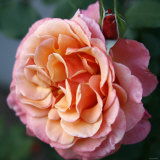 Delicate Petals II