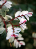 Pink and White Flower