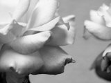 Rose Petals II