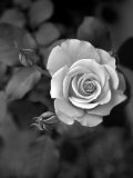 Delicate Petals III