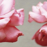Rose Petals I