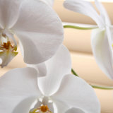 White Orchids I