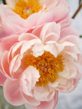 Delicate Blossom III