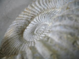Fossil Shells I