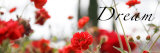 Dream Flowers IV