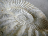Fossil Shells II