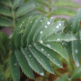 Dew Drops I