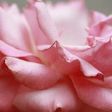 Rose Petals III