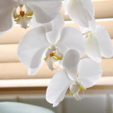 White Orchids II