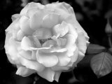 Delicate Petals I