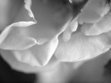 Petal Closeup I
